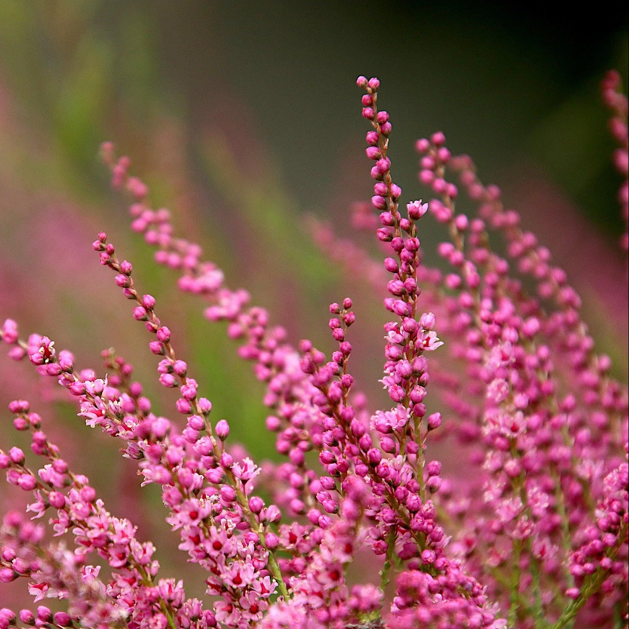 Heather Honey – 227g