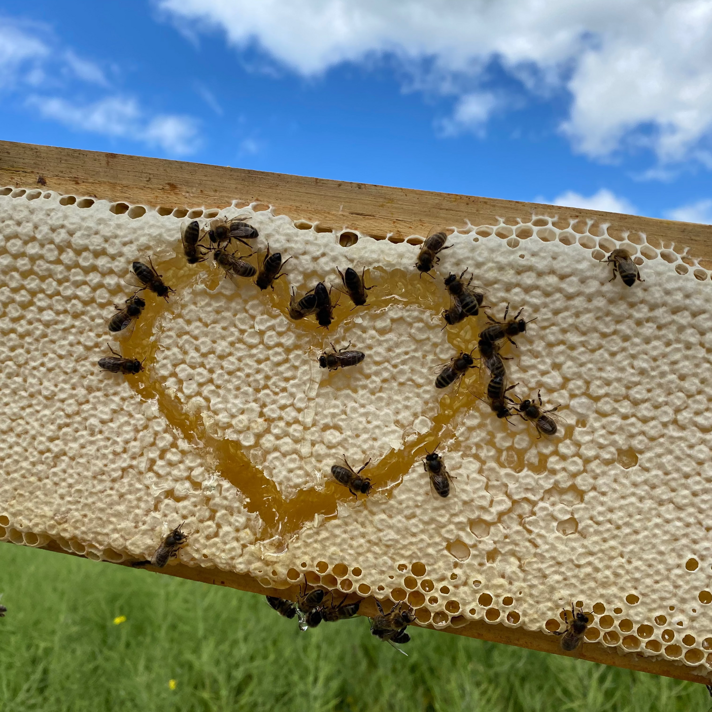 Cut Comb Honey