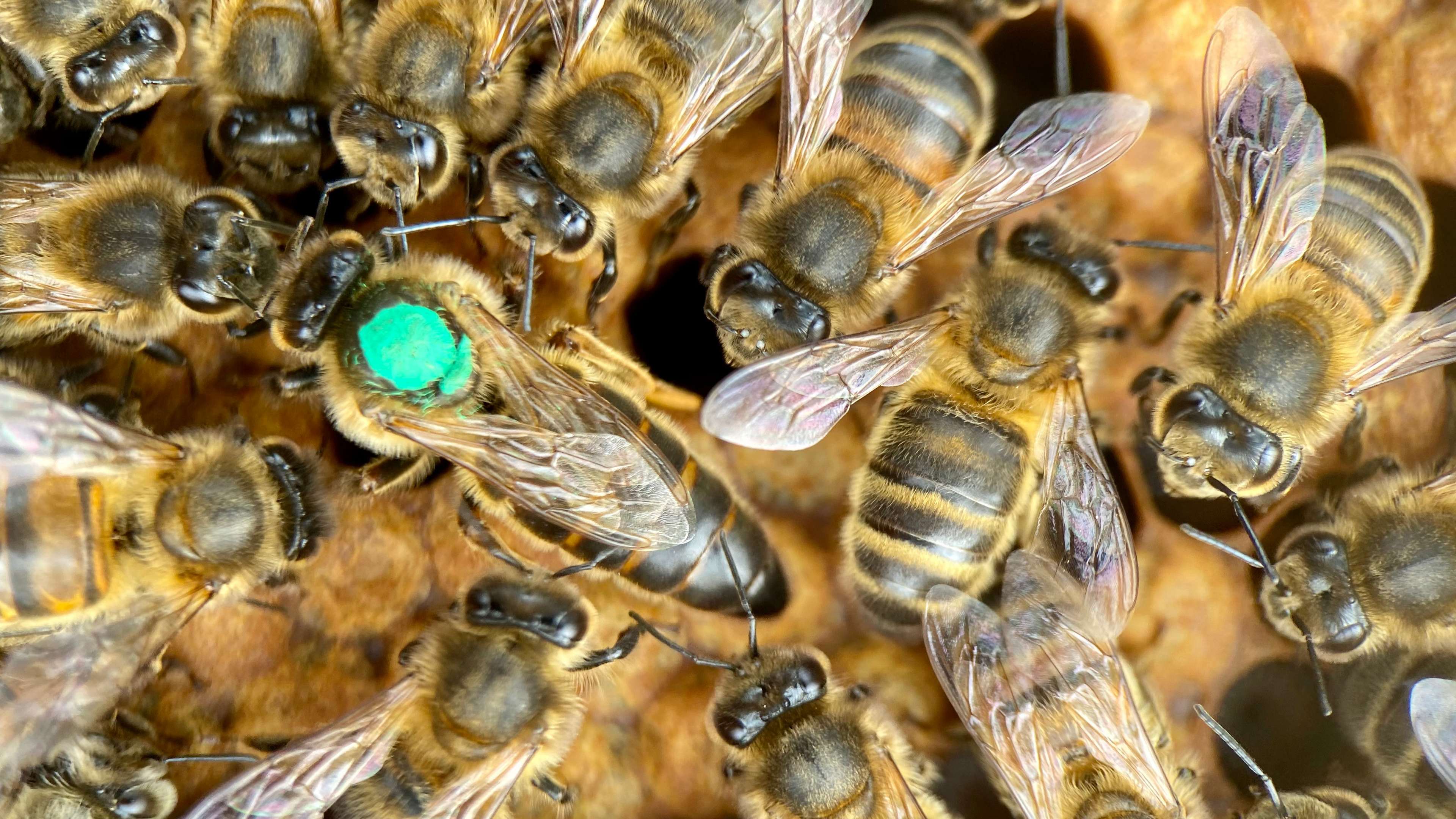 Slideshow -16:9 ratio