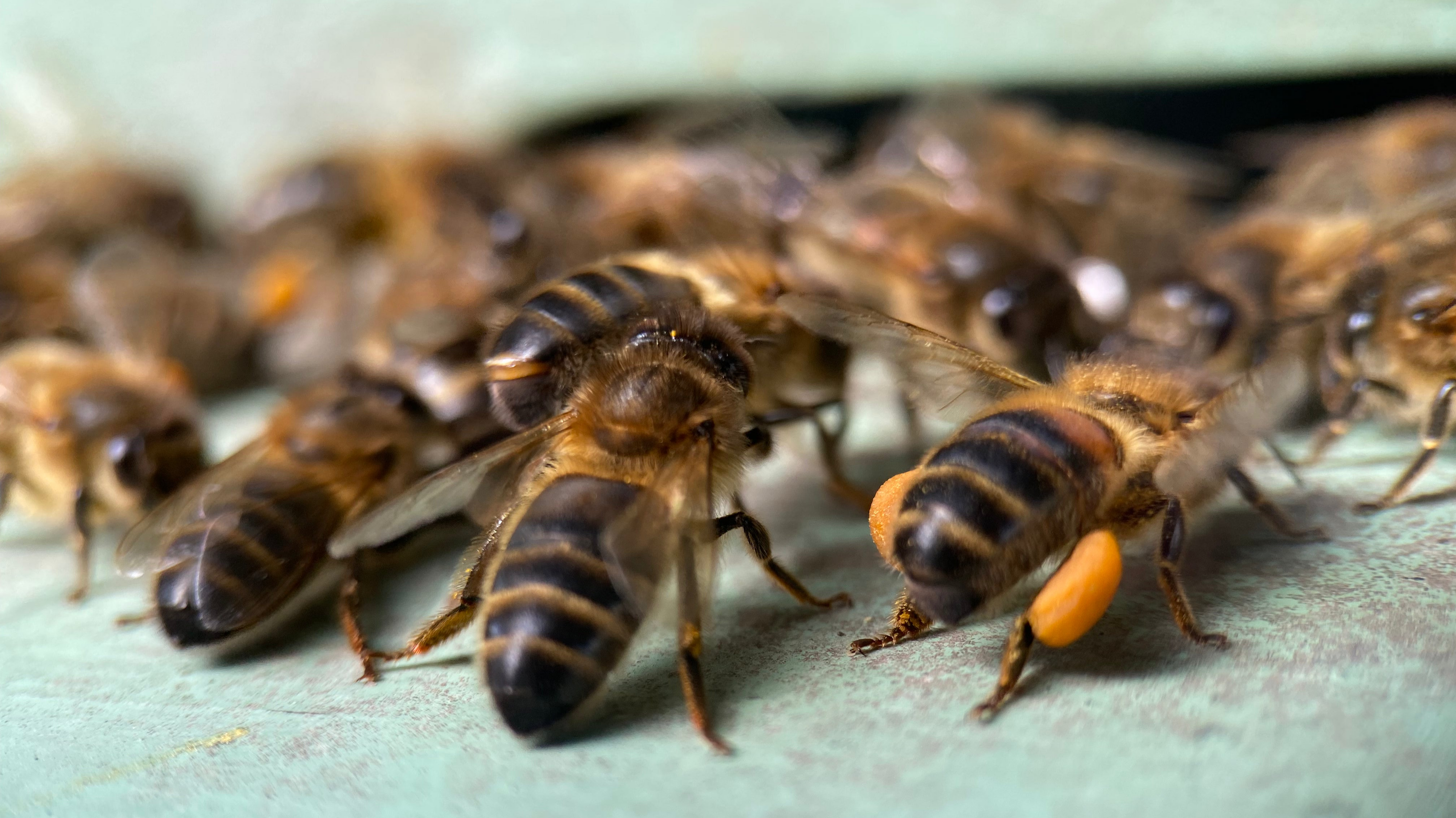 Slideshow -16:9 ratio